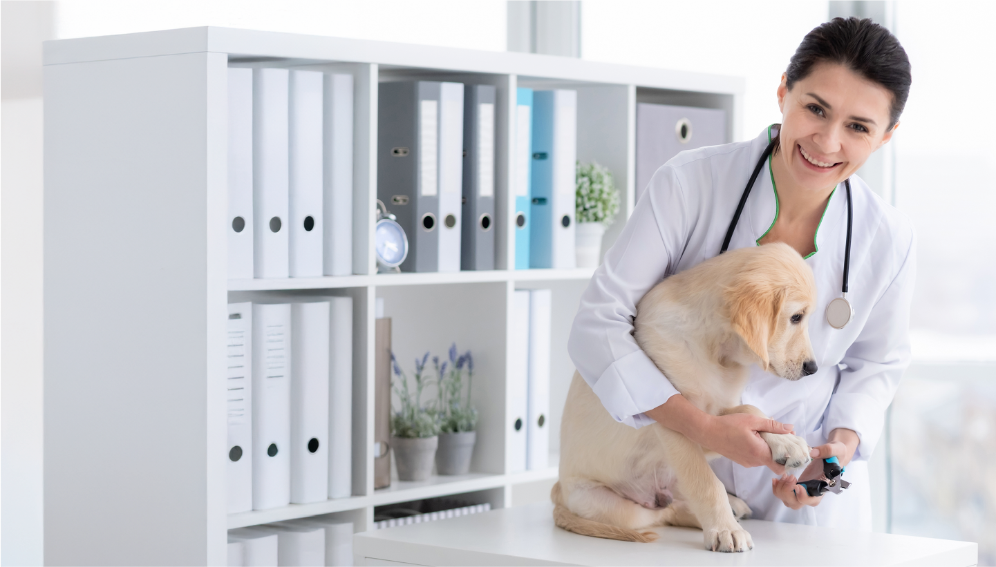 Marketing for Veterinary Practitioners by InvigoMedia - 1